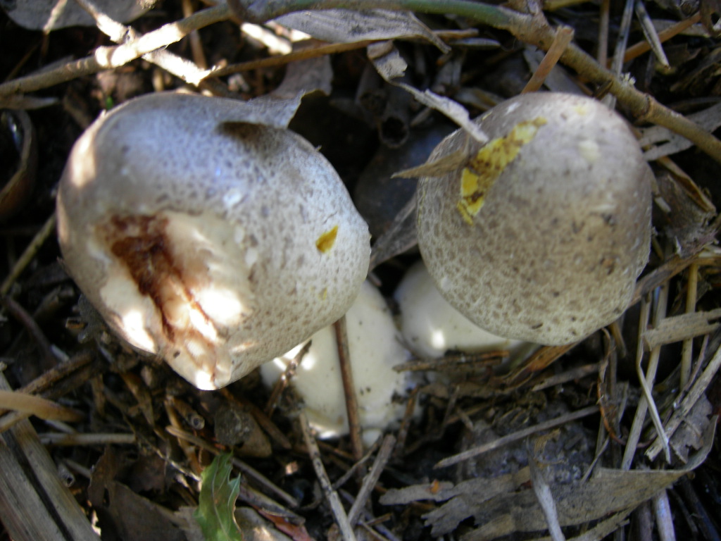 Funghi di casa2
